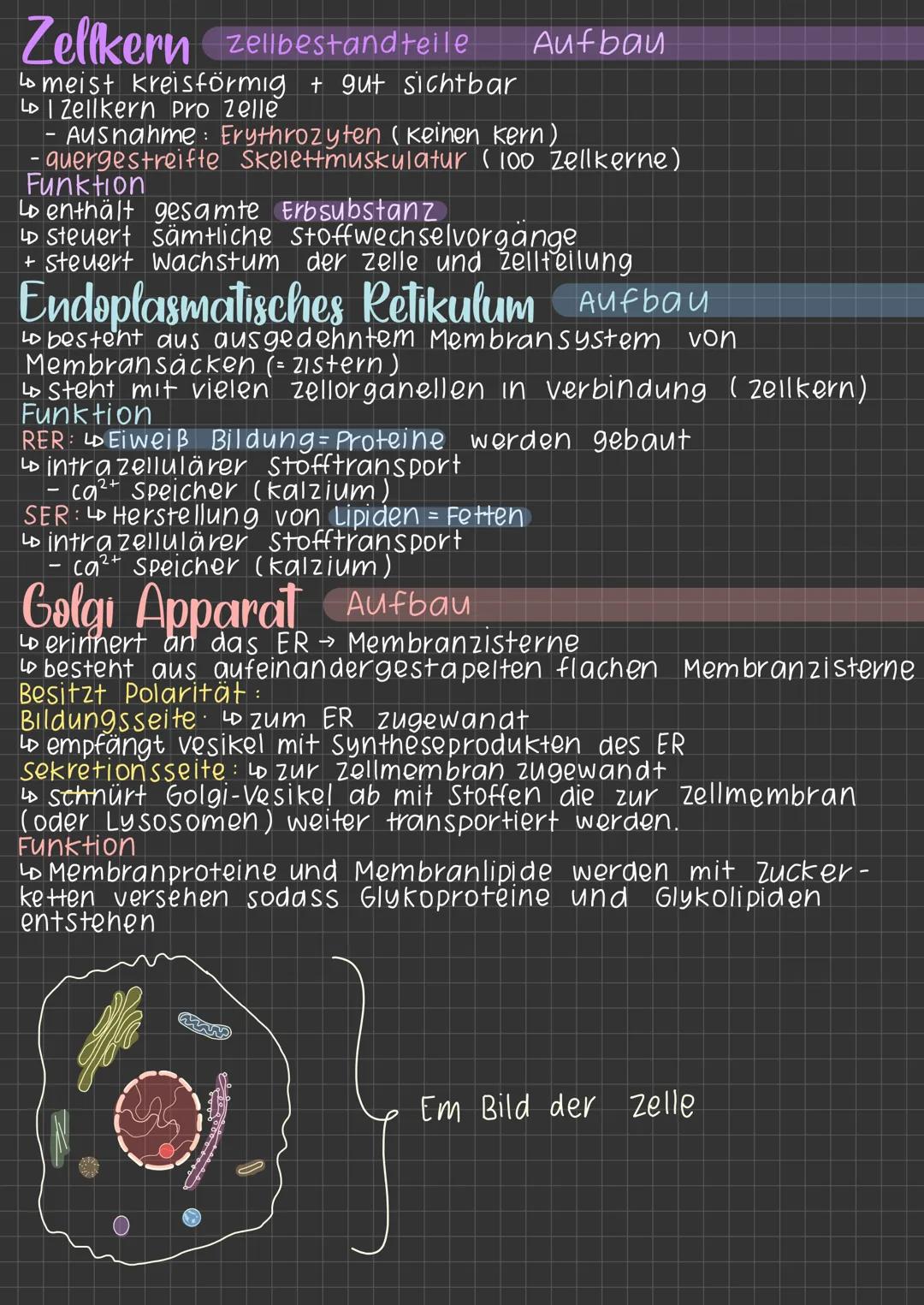 Lichtmikroskopisches
Tierzelle
zellenmembran
zellkern, Nukleus
Zellorganell
zellplasma
Bild der Zelle
Pflanzenzelle
•S
Zellmembran:
Lo Grenz