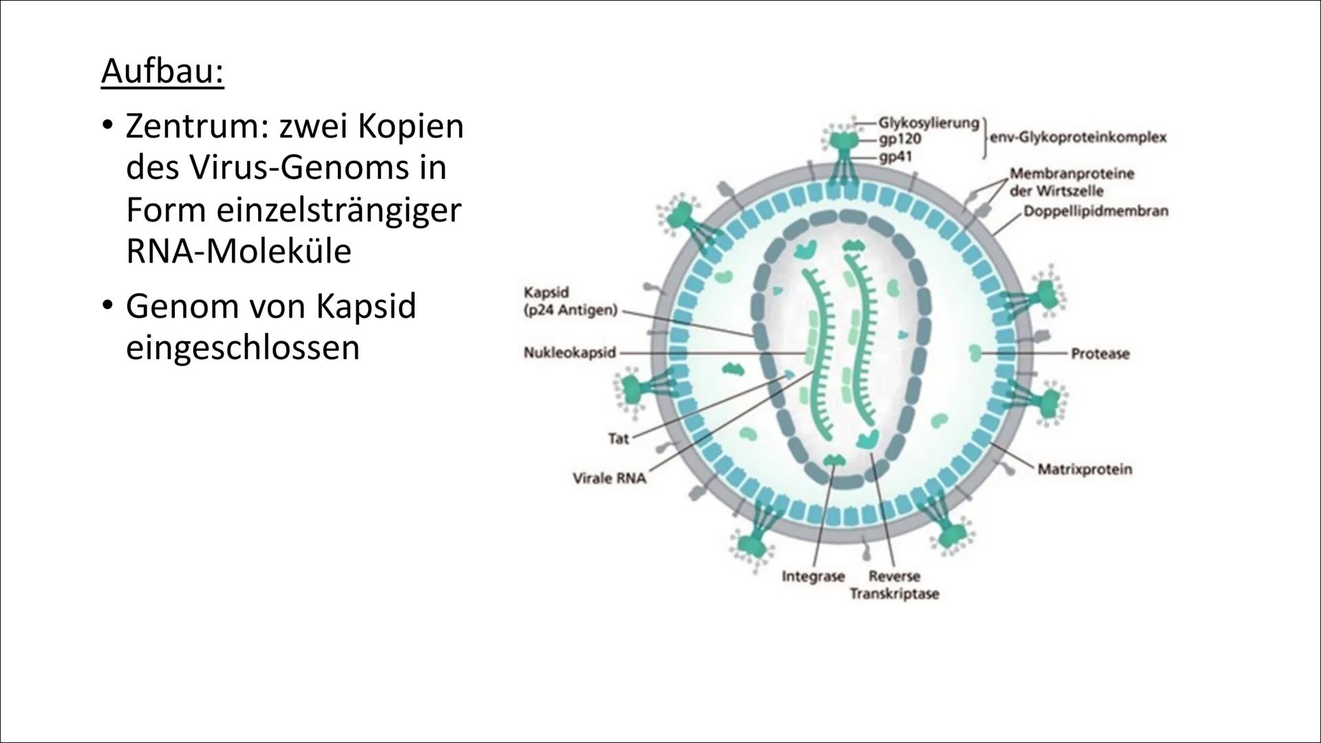 AIDS
& Gliederung:
1. Definition
2. Das HI-Virus
2.1 Allgemeines
2.2 Entdeckung
2.3 Wie schwächt es das Immunsystem?
2.4 HIV Typ 1 und 2
Ver