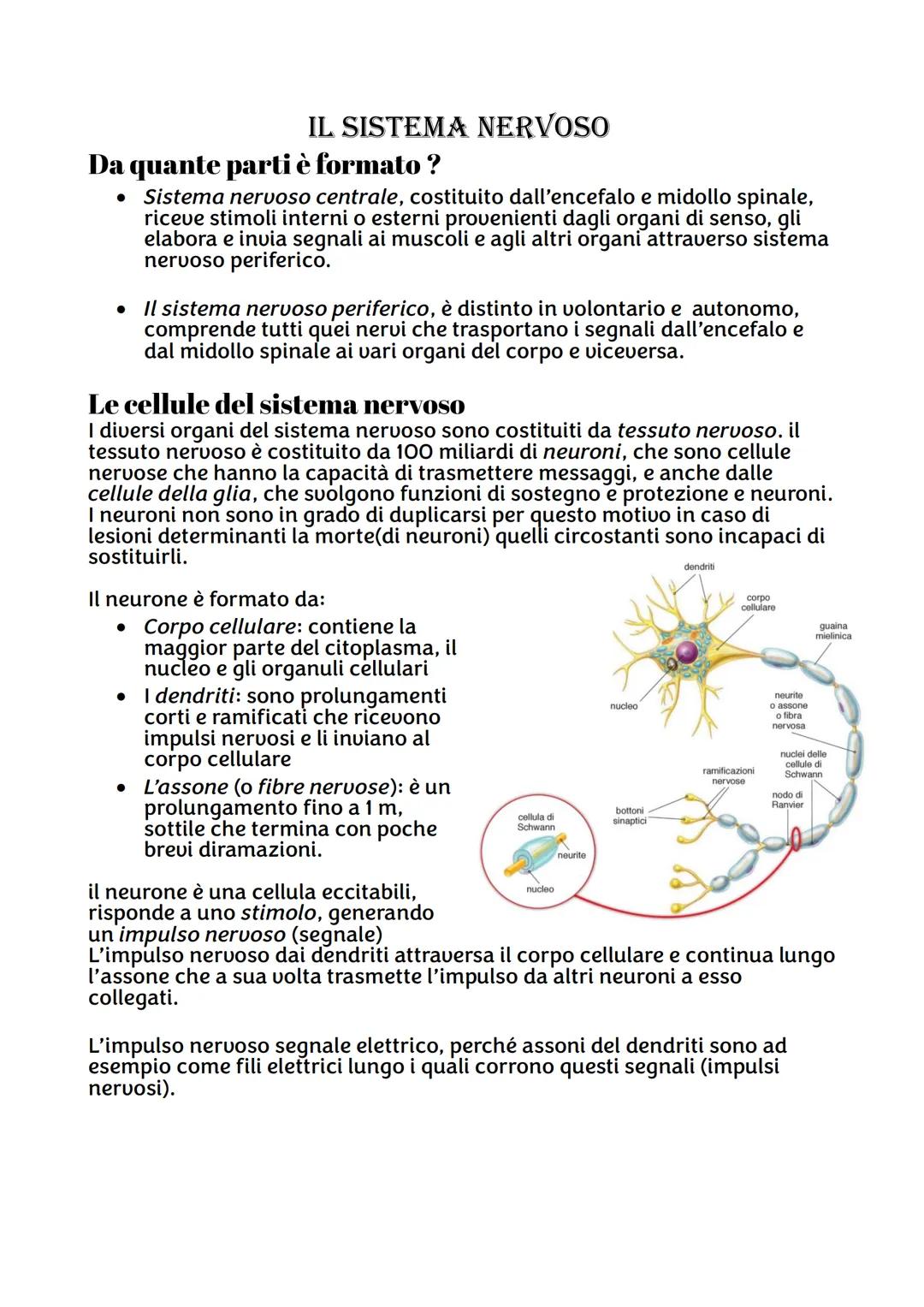 IL SISTEMA NERVOSO
Da quante parti è formato ?
Sistema nervoso centrale, costituito dall'encefalo e midollo spinale,
riceve stimoli interni
