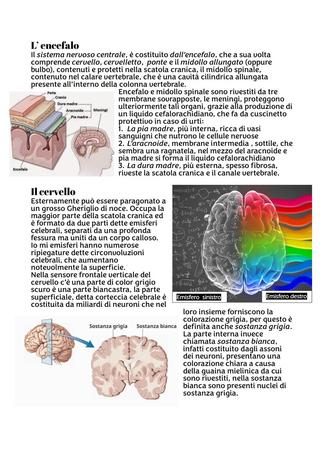 IL SISTEMA NERVOSO
Da quante parti è formato ?
Sistema nervoso centrale, costituito dall'encefalo e midollo spinale,
riceve stimoli interni