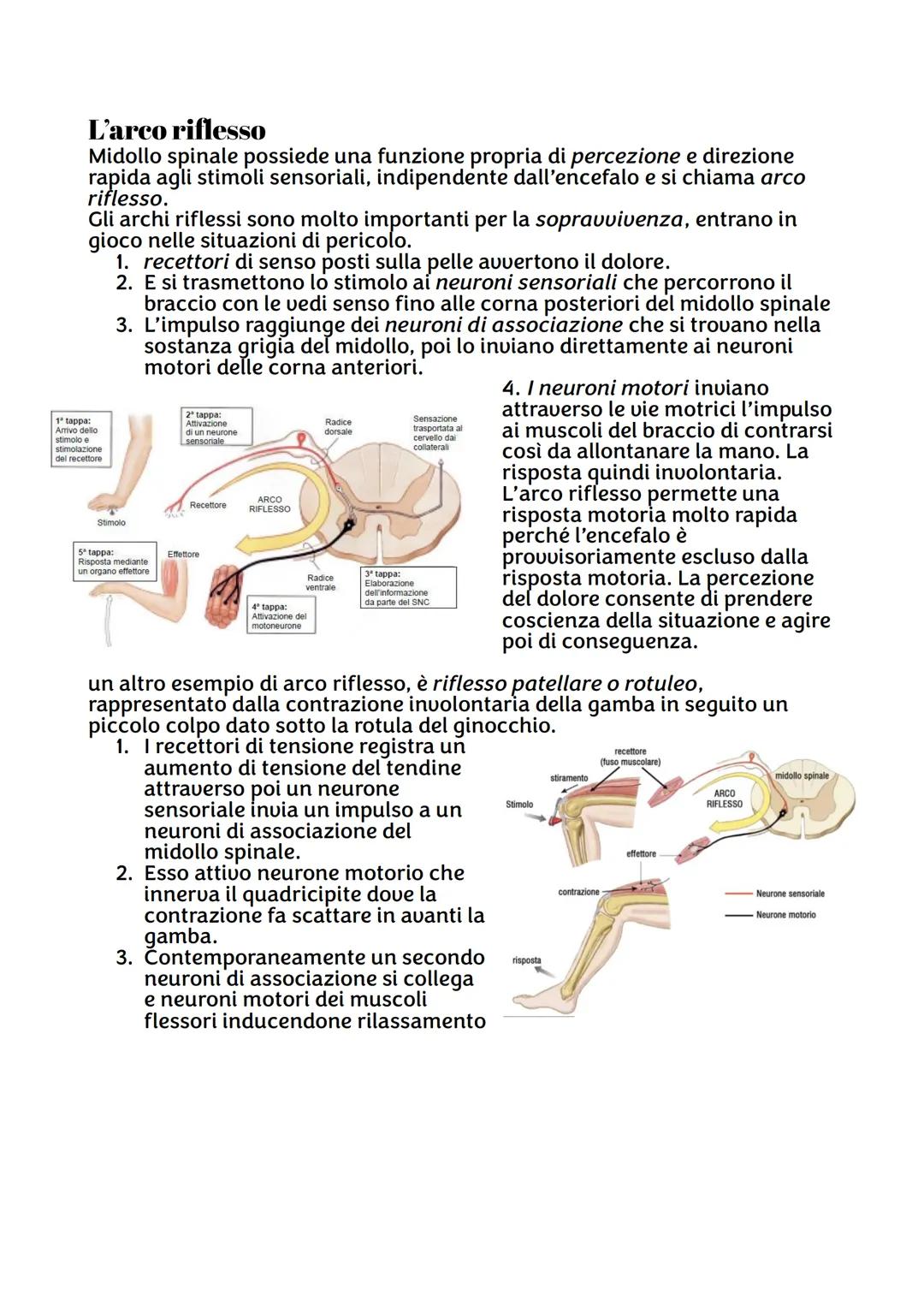 IL SISTEMA NERVOSO
Da quante parti è formato ?
Sistema nervoso centrale, costituito dall'encefalo e midollo spinale,
riceve stimoli interni
