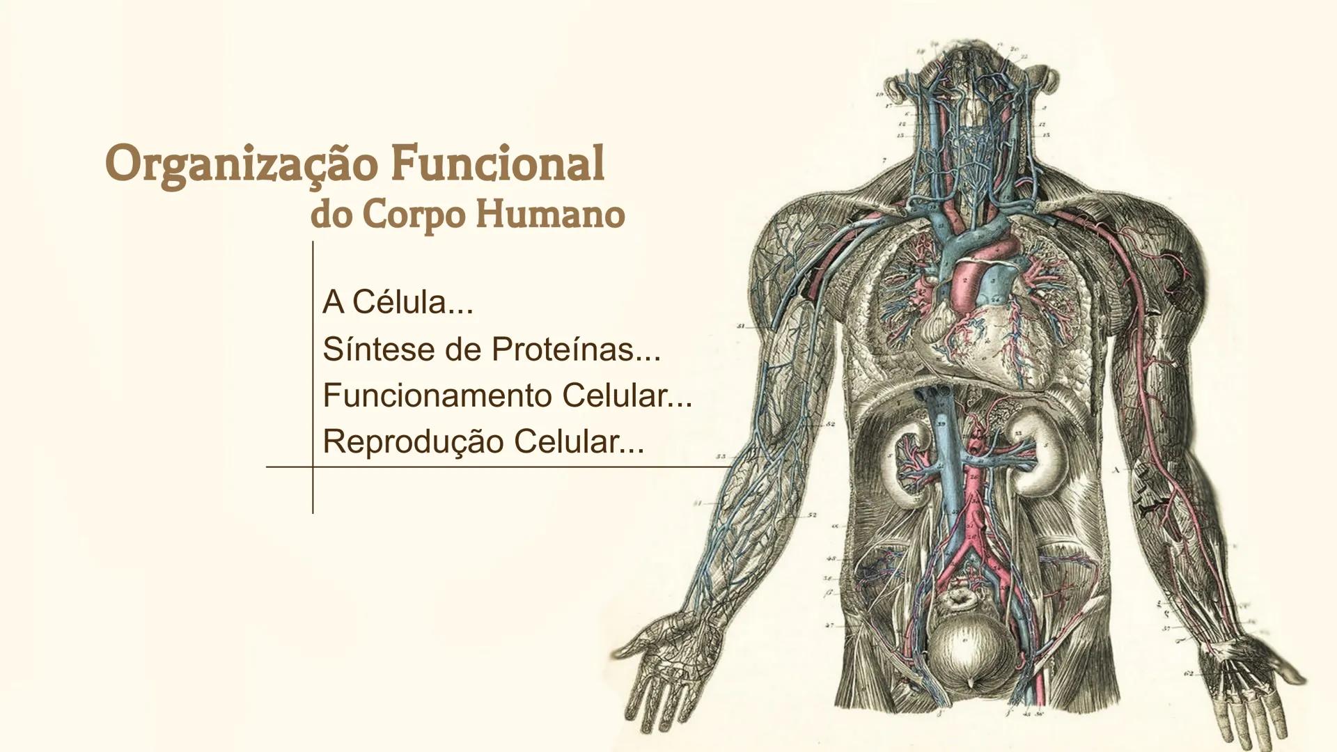 # Organização Funcional
do Corpo Humano
A Célula...
Síntese de Proteínas...
Funcionamento Celular...
Reprodução Celular... # Fisiologia hum