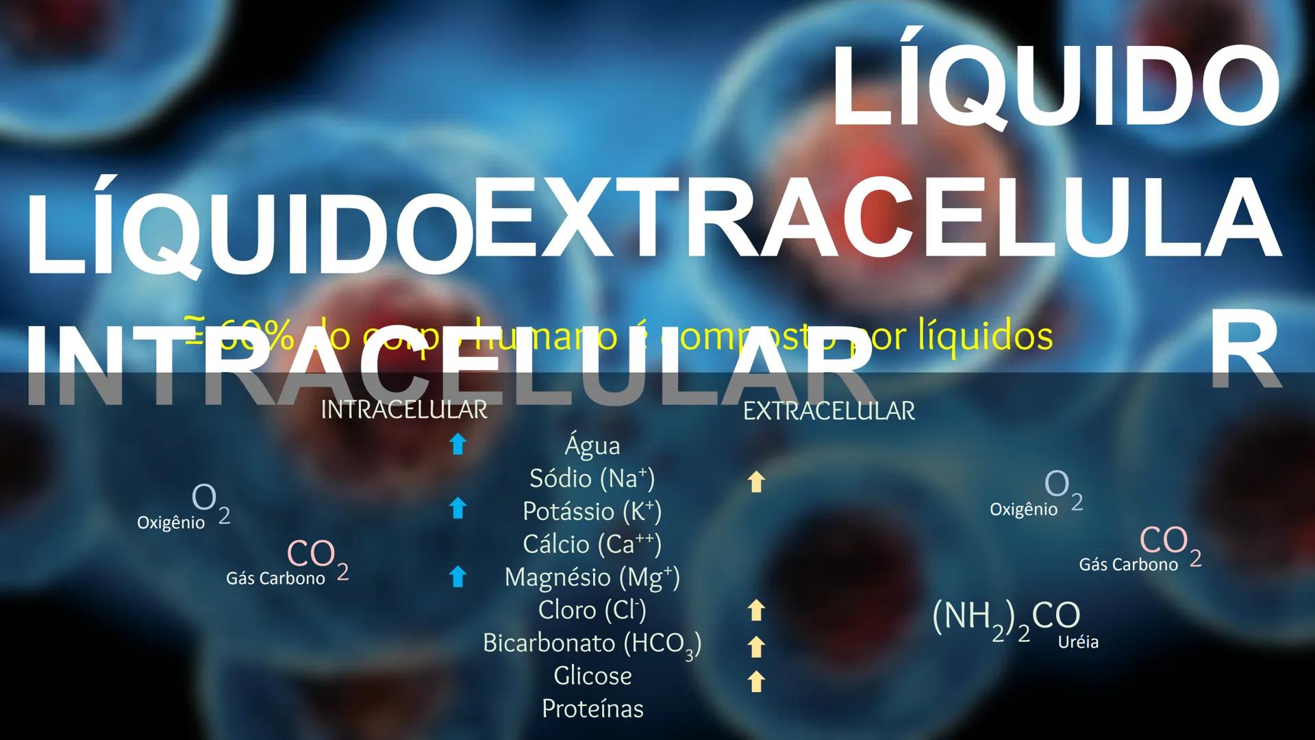 # Organização Funcional
do Corpo Humano
A Célula...
Síntese de Proteínas...
Funcionamento Celular...
Reprodução Celular... # Fisiologia hum