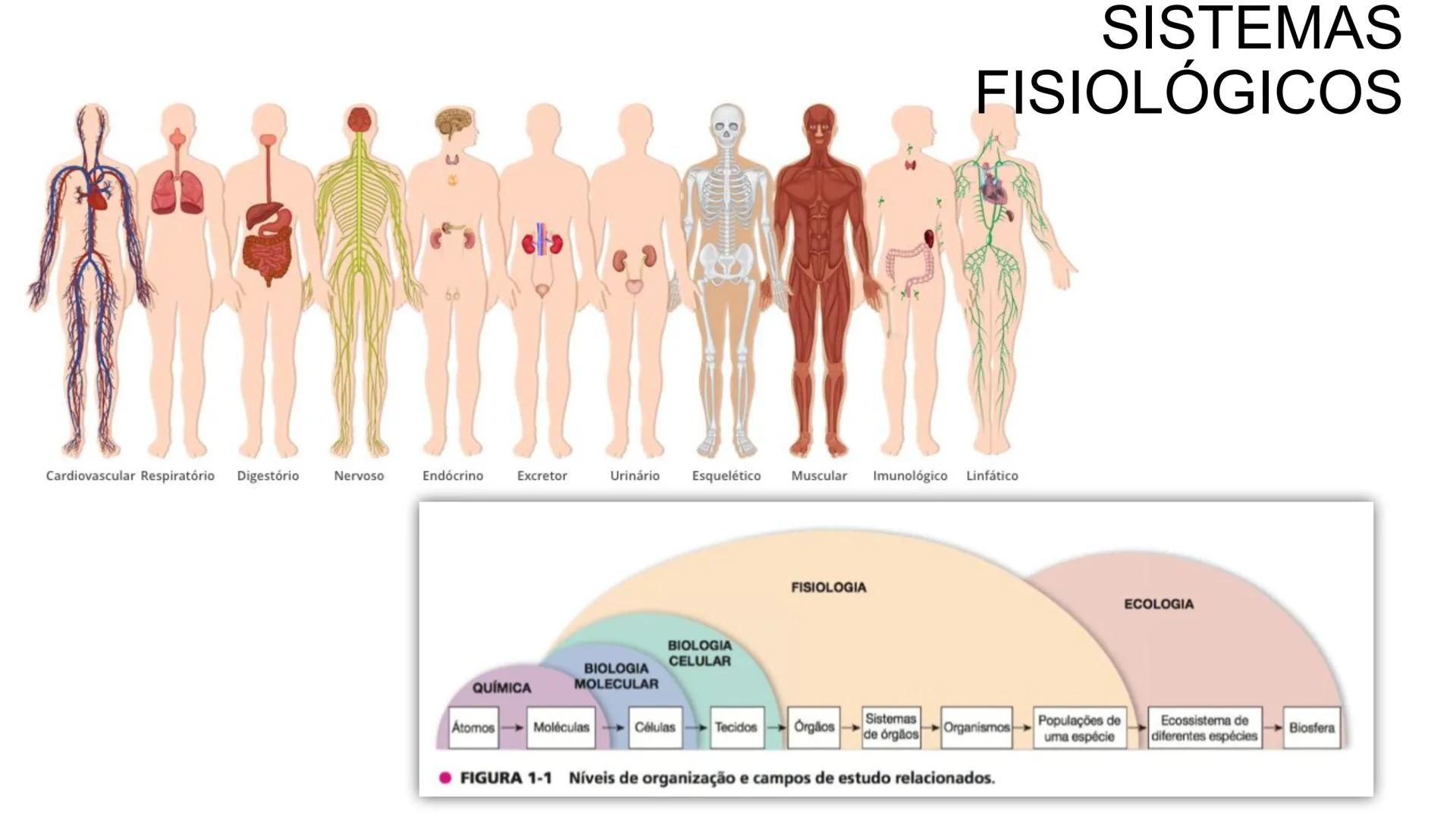 # Organização Funcional
do Corpo Humano
A Célula...
Síntese de Proteínas...
Funcionamento Celular...
Reprodução Celular... # Fisiologia hum