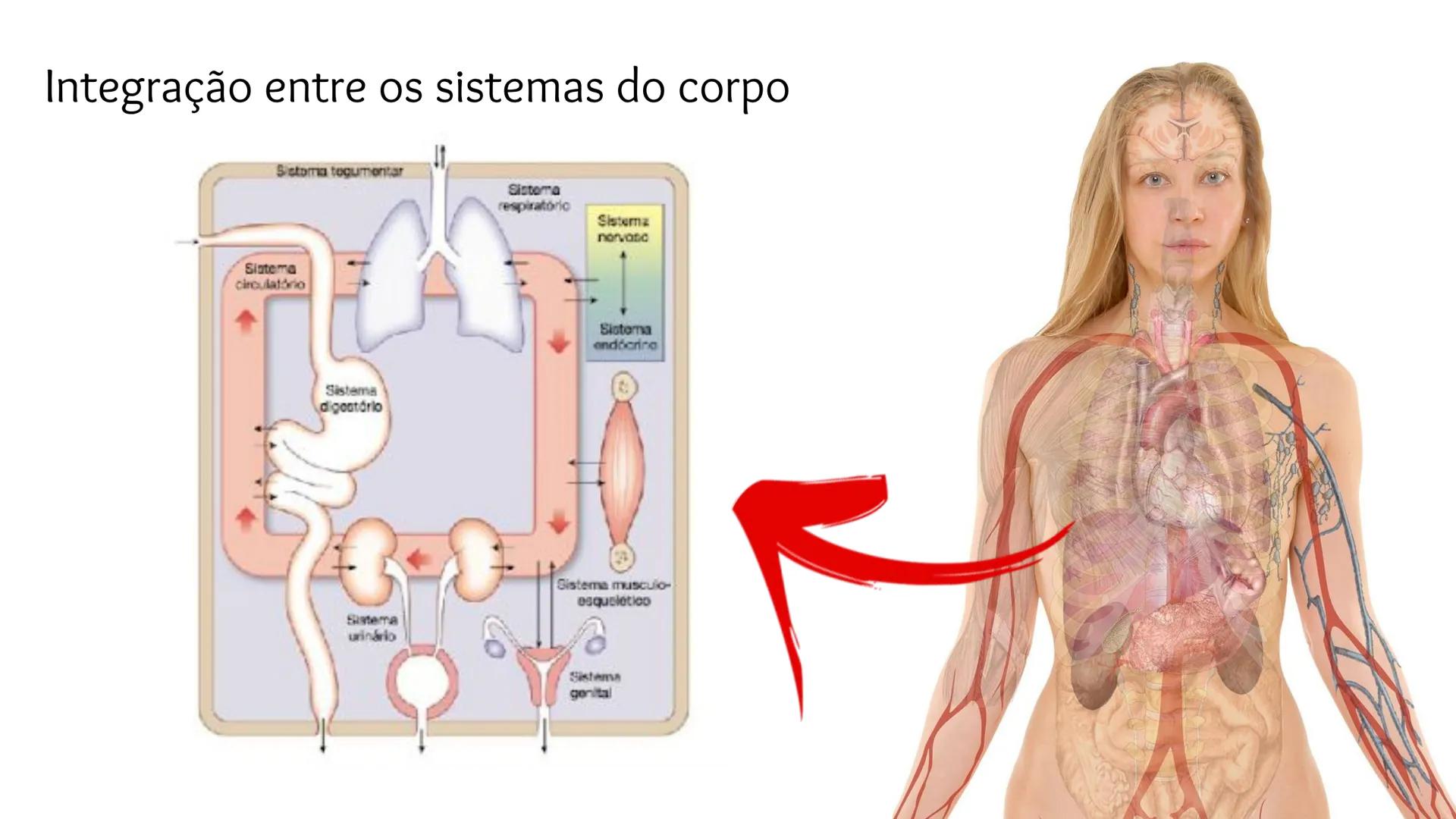 # Organização Funcional
do Corpo Humano
A Célula...
Síntese de Proteínas...
Funcionamento Celular...
Reprodução Celular... # Fisiologia hum