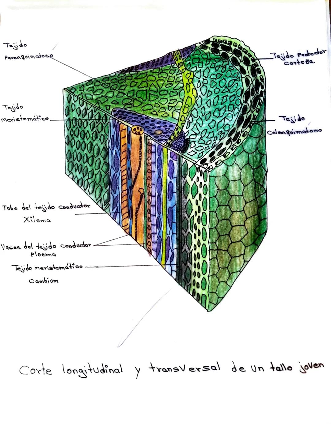 Tejido
Parenquimatose
Tejido
meristemático.
000000
0000000
000000
Tubo del tejido conductor
Xilema
Vasos del tejido conductor.
Floema
Tejido