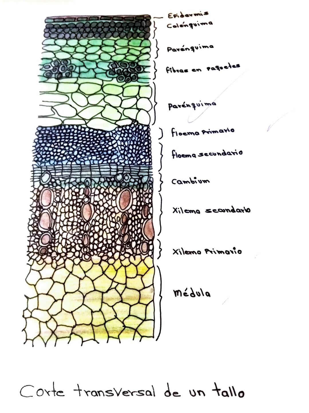 Tejido
Parenquimatose
Tejido
meristemático.
000000
0000000
000000
Tubo del tejido conductor
Xilema
Vasos del tejido conductor.
Floema
Tejido