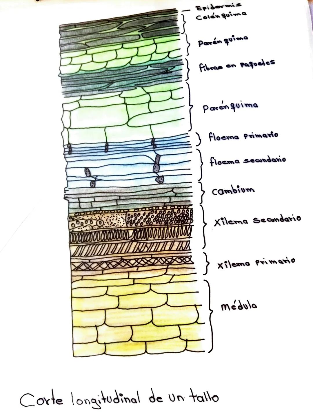 Tejido
Parenquimatose
Tejido
meristemático.
000000
0000000
000000
Tubo del tejido conductor
Xilema
Vasos del tejido conductor.
Floema
Tejido