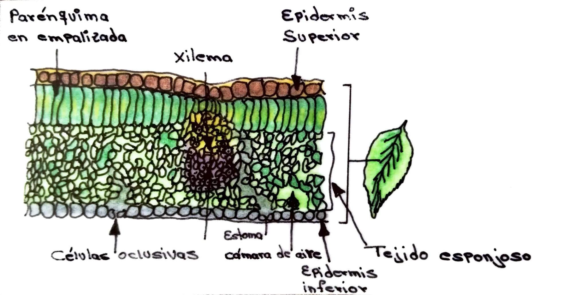 Tejido
Parenquimatose
Tejido
meristemático.
000000
0000000
000000
Tubo del tejido conductor
Xilema
Vasos del tejido conductor.
Floema
Tejido