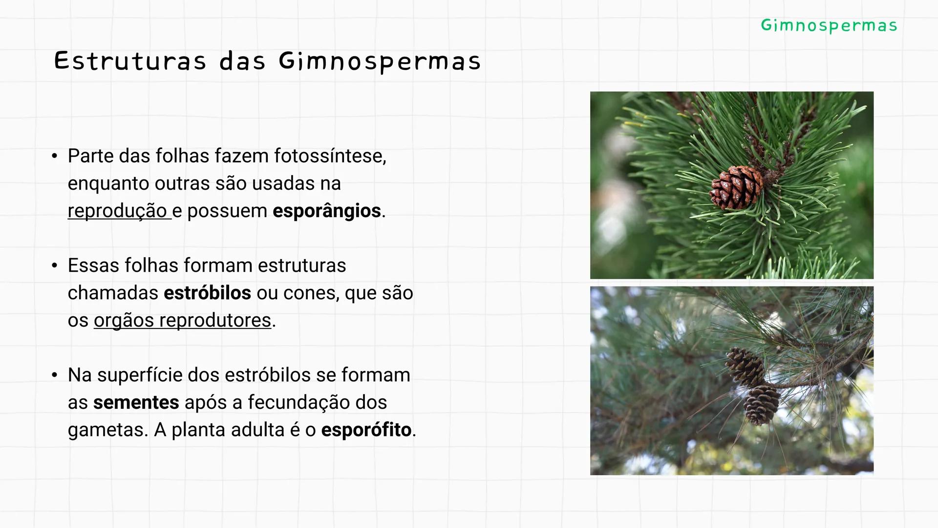 --- OCR Start ---
GIO DA POLICIA MILITAR
CEL PM HERVANO MACEDO
JUNIOR
DO CEARA
HONRA EDUCAÇÃo
2º CPM - CHMJ
DISCIPLINA: BIOLOGIA
GIMNOSPERMA