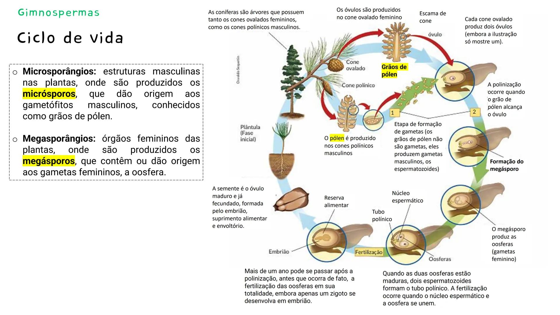 --- OCR Start ---
GIO DA POLICIA MILITAR
CEL PM HERVANO MACEDO
JUNIOR
DO CEARA
HONRA EDUCAÇÃo
2º CPM - CHMJ
DISCIPLINA: BIOLOGIA
GIMNOSPERMA