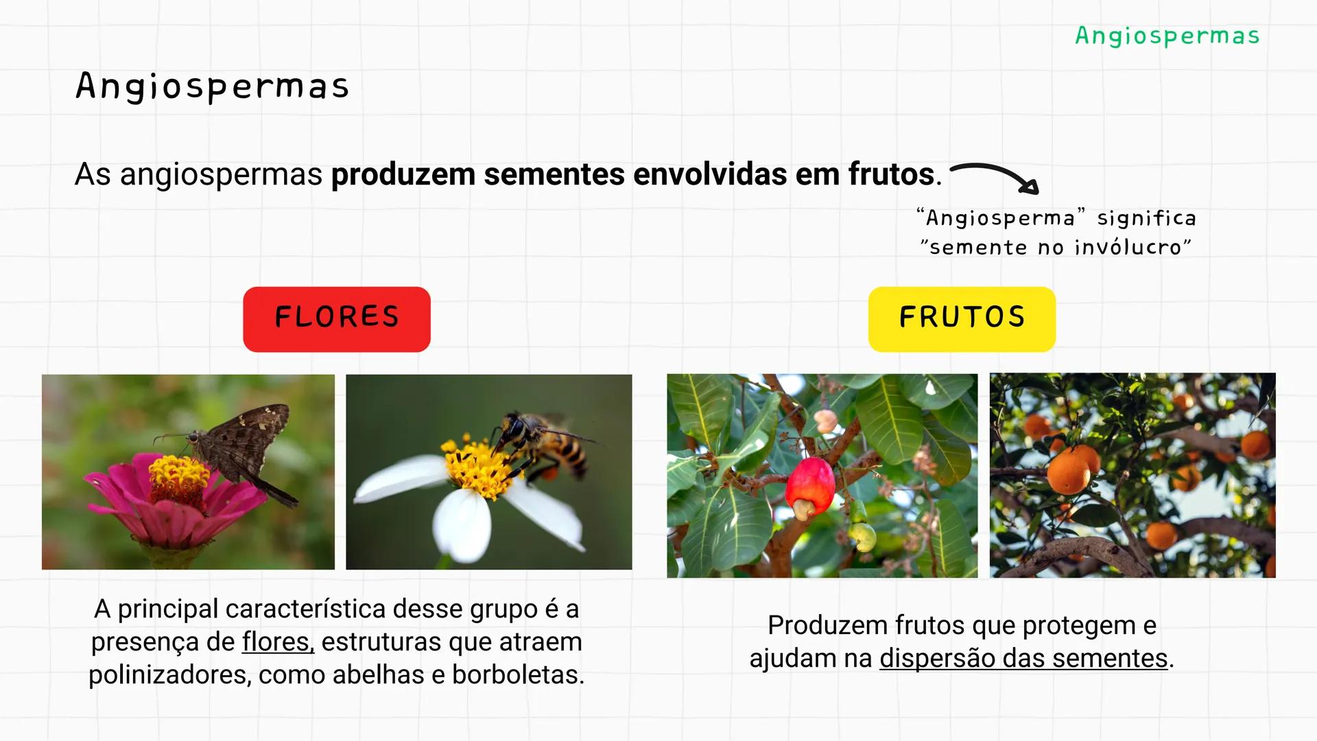--- OCR Start ---
GIO DA POLICIA MILITAR
CEL PM HERVANO MACEDO
JUNIOR
DO CEARA
HONRA EDUCAÇÃo
2º CPM - CHMJ
DISCIPLINA: BIOLOGIA
GIMNOSPERMA