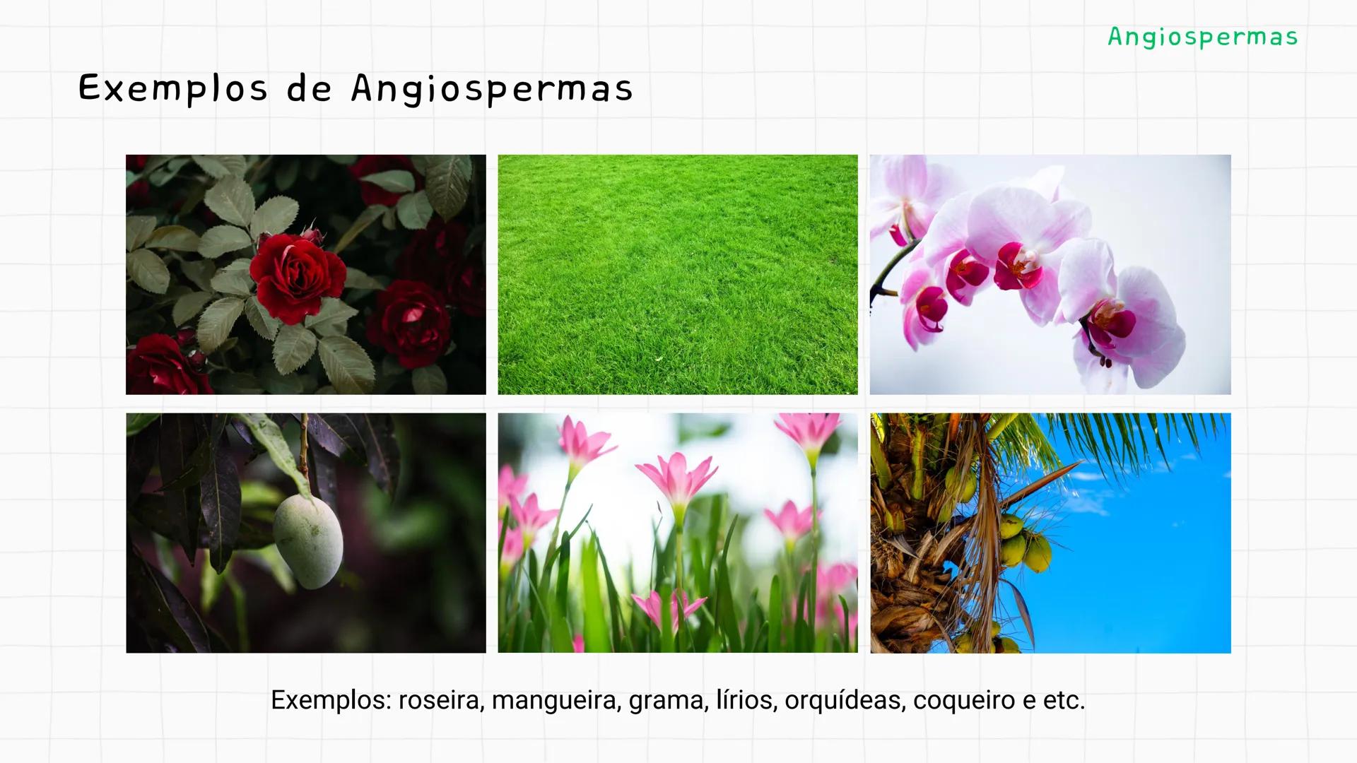 --- OCR Start ---
GIO DA POLICIA MILITAR
CEL PM HERVANO MACEDO
JUNIOR
DO CEARA
HONRA EDUCAÇÃo
2º CPM - CHMJ
DISCIPLINA: BIOLOGIA
GIMNOSPERMA