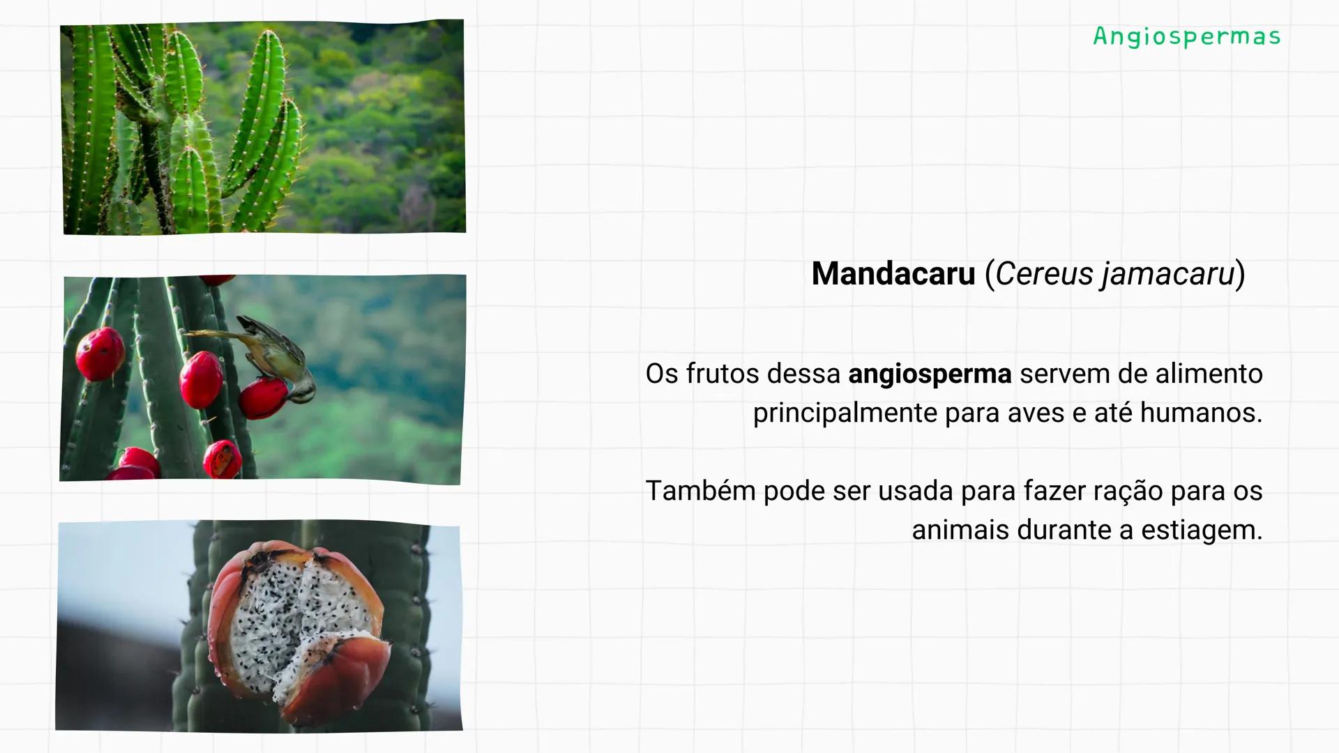 --- OCR Start ---
GIO DA POLICIA MILITAR
CEL PM HERVANO MACEDO
JUNIOR
DO CEARA
HONRA EDUCAÇÃo
2º CPM - CHMJ
DISCIPLINA: BIOLOGIA
GIMNOSPERMA