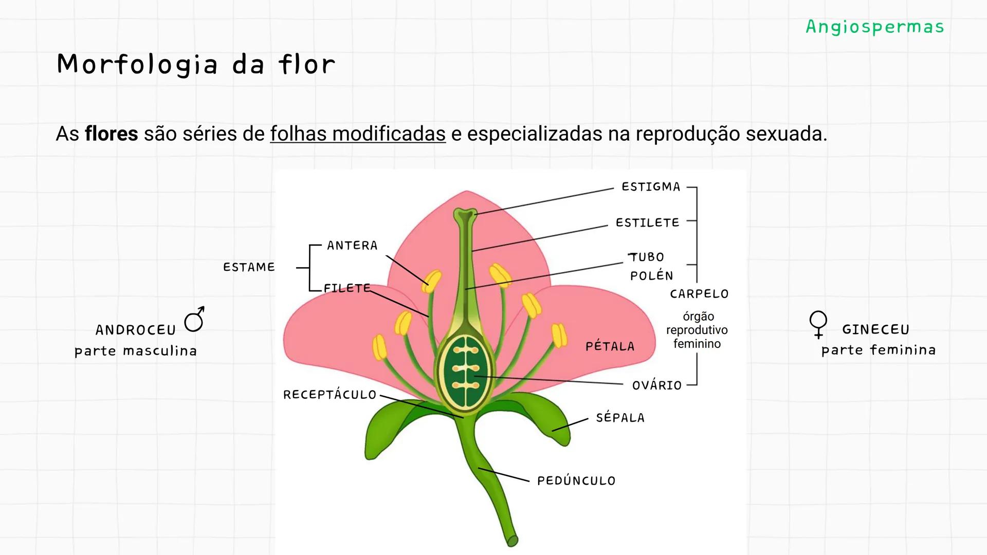 --- OCR Start ---
GIO DA POLICIA MILITAR
CEL PM HERVANO MACEDO
JUNIOR
DO CEARA
HONRA EDUCAÇÃo
2º CPM - CHMJ
DISCIPLINA: BIOLOGIA
GIMNOSPERMA