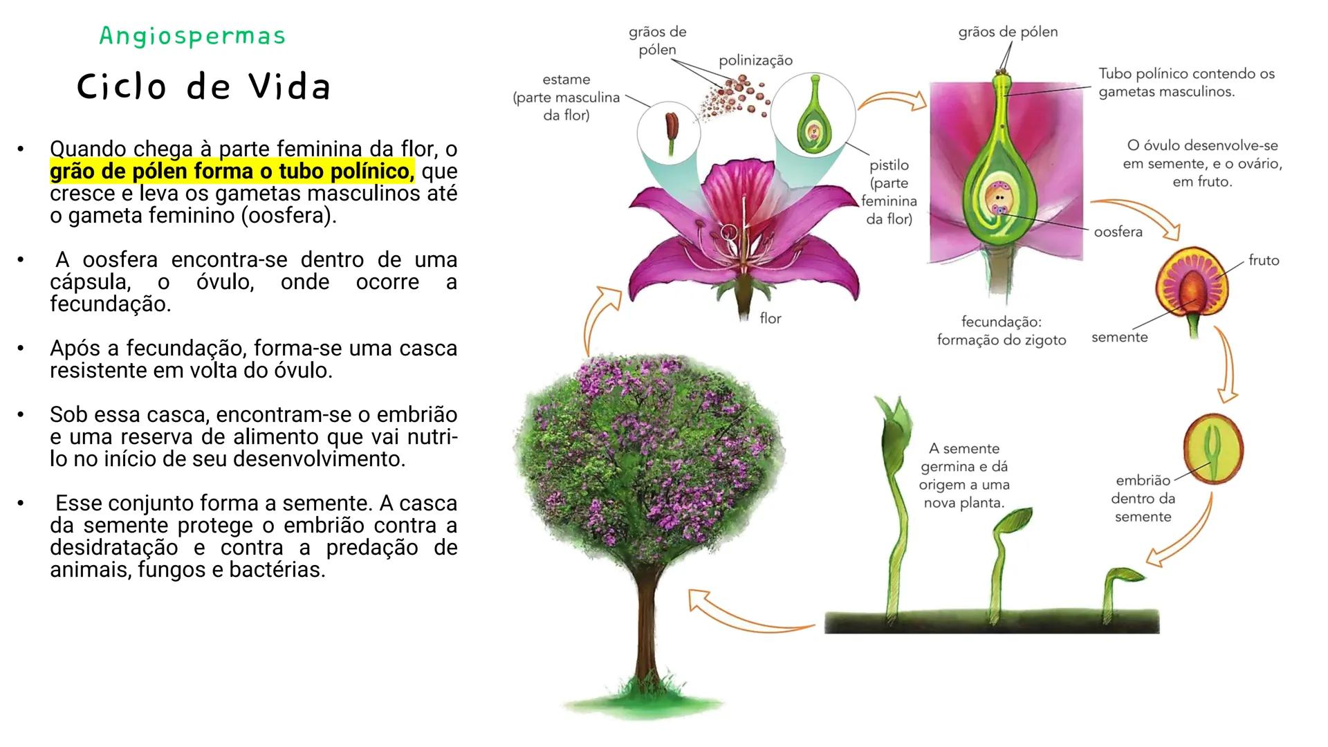 --- OCR Start ---
GIO DA POLICIA MILITAR
CEL PM HERVANO MACEDO
JUNIOR
DO CEARA
HONRA EDUCAÇÃo
2º CPM - CHMJ
DISCIPLINA: BIOLOGIA
GIMNOSPERMA