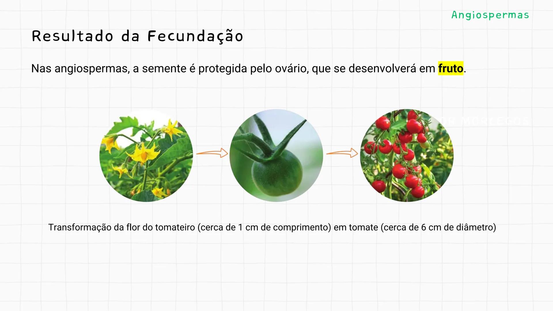 --- OCR Start ---
GIO DA POLICIA MILITAR
CEL PM HERVANO MACEDO
JUNIOR
DO CEARA
HONRA EDUCAÇÃo
2º CPM - CHMJ
DISCIPLINA: BIOLOGIA
GIMNOSPERMA