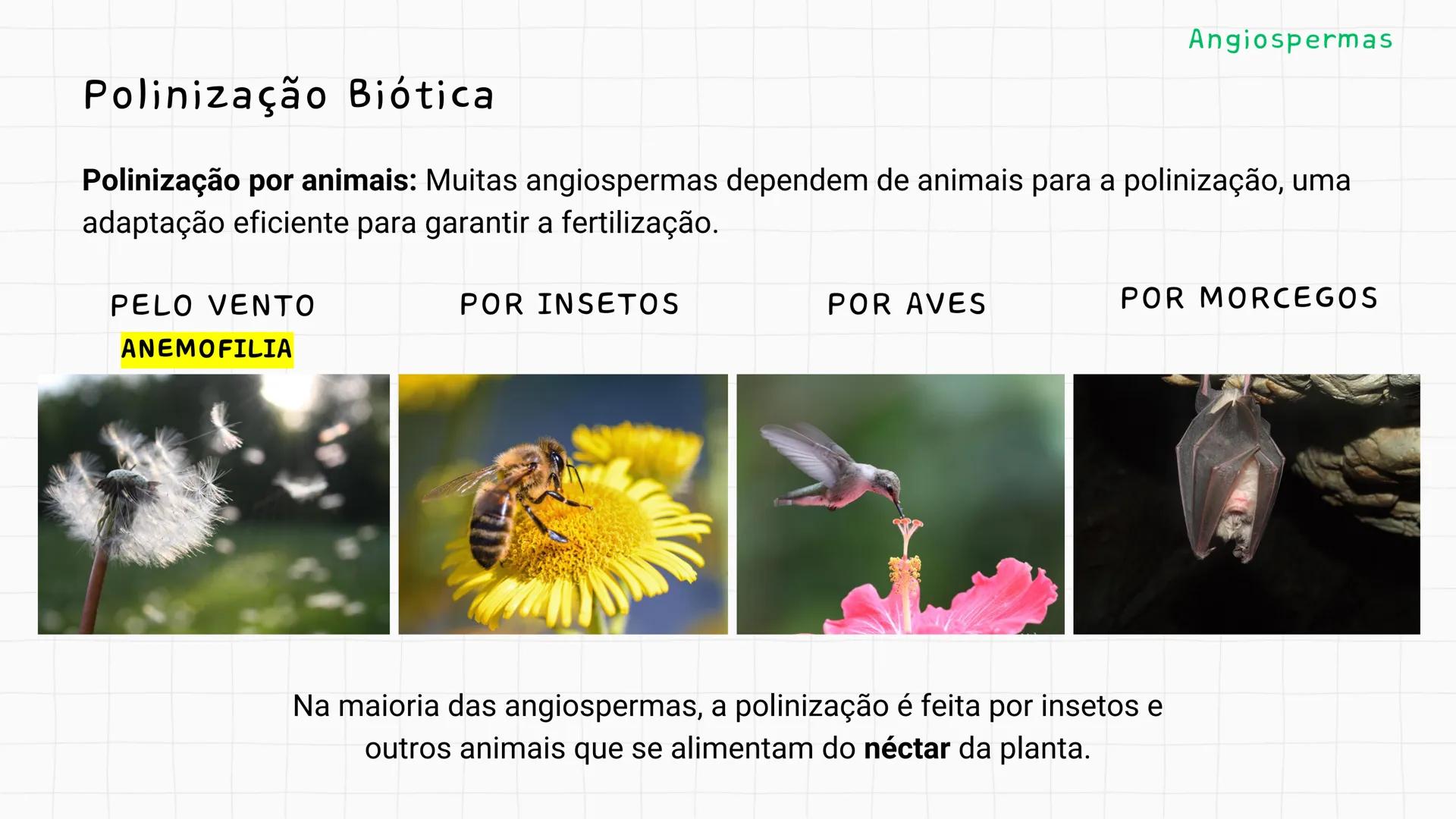 --- OCR Start ---
GIO DA POLICIA MILITAR
CEL PM HERVANO MACEDO
JUNIOR
DO CEARA
HONRA EDUCAÇÃo
2º CPM - CHMJ
DISCIPLINA: BIOLOGIA
GIMNOSPERMA