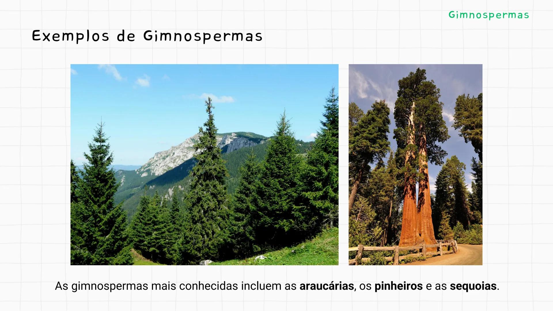 --- OCR Start ---
GIO DA POLICIA MILITAR
CEL PM HERVANO MACEDO
JUNIOR
DO CEARA
HONRA EDUCAÇÃo
2º CPM - CHMJ
DISCIPLINA: BIOLOGIA
GIMNOSPERMA